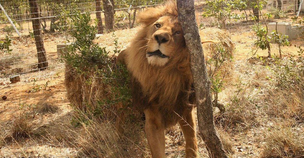 33 Circus Lions Return Home To Africa After A Lifetime Of Misery