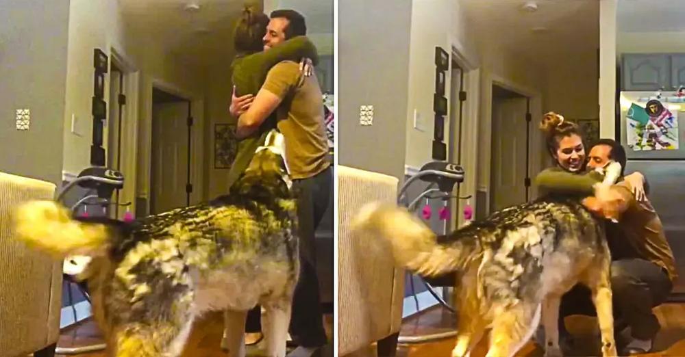 Alaskan Malamute Gets Jealous Every Time People Hug