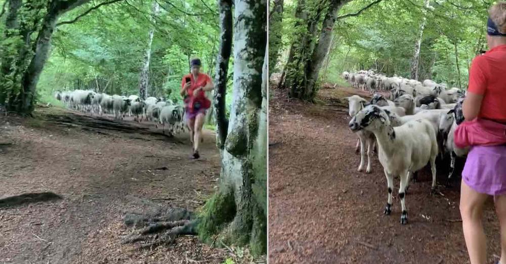 Trail Runner Bewildered When Flock Of Sheep Follows After Her