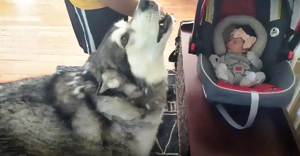 Alaskan Malamute Is So Excited To Meet His Little Sister, He Howls In Pure Joy