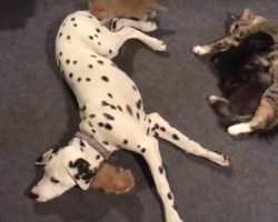 Dalmatian And Mother Cat Share Responsibilities For Litter Of Kittens