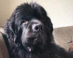 Funny Newfoundland Gives A Unique Elvis Lip Reaction When He Hears ‘Water’