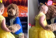 Toddler And Goldendoodle Dance As Beauty And The Beast