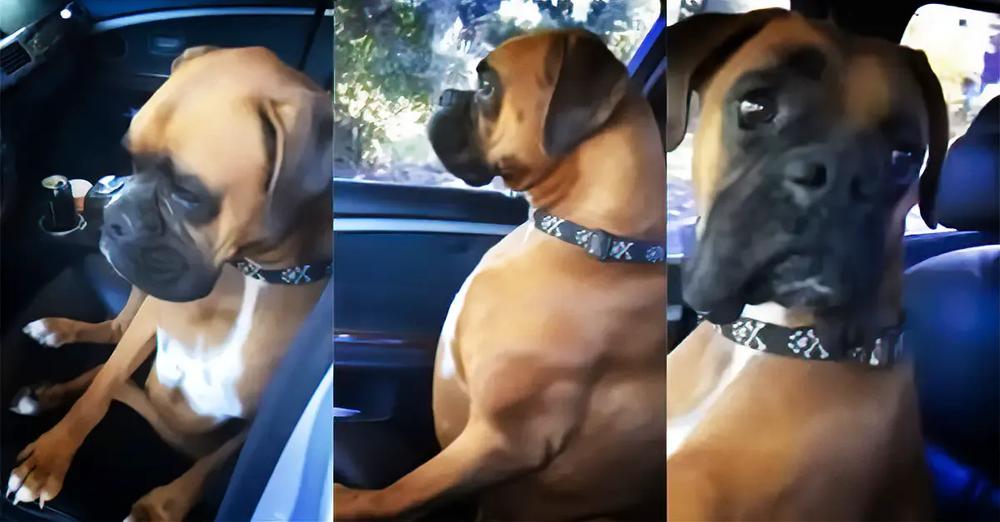 Boxer Pouts And Gives Mom The Silent Treatment After She Left Him In The Car