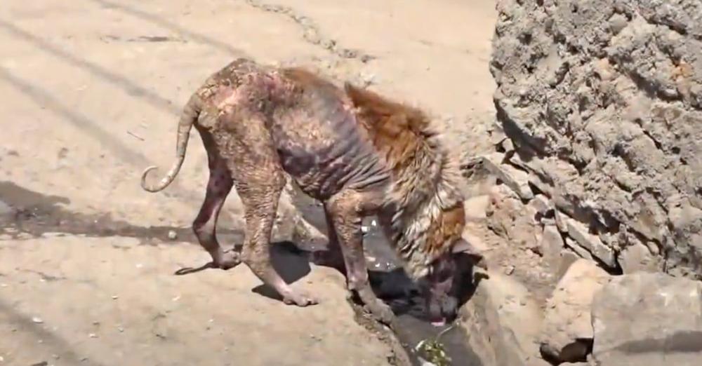 Stray Dog Who’d Seen Better Days Found Drinking From A Street Gutter