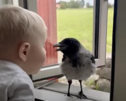 Two-Year-Old Boy Shares Sweetest Friendship With Rescued Bird Named Russell Crow