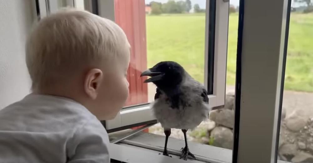 Two-Year-Old Boy Shares Sweetest Friendship With Rescued Bird Named Russell Crow