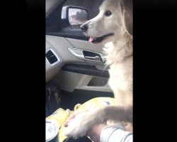 Shelter Dog Thanks Rescuer By Offering A Paw During Her Freedom Ride