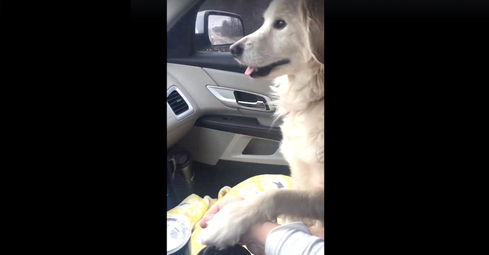 Shelter Dog Thanks Rescuer By Offering A Paw During Her Freedom Ride