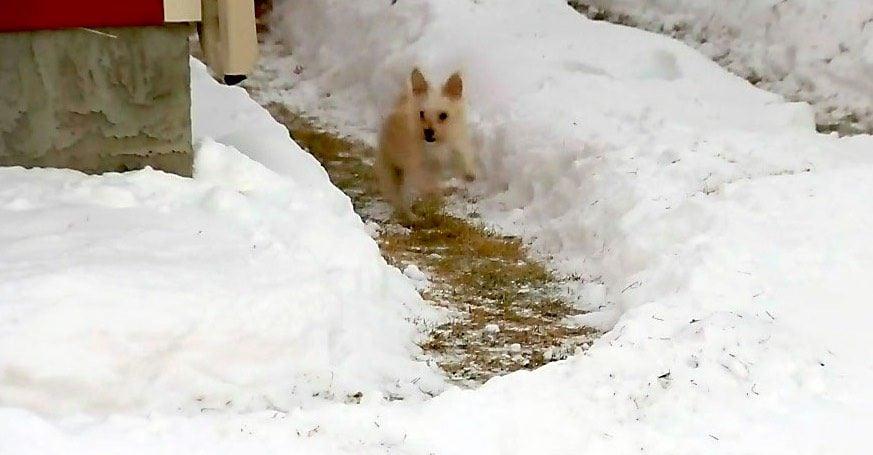 Dog Didn’t Like Going Out in the Cold Until His Dad Built Him a Snow Maze