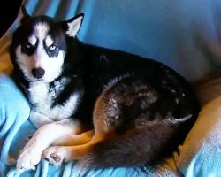 Husky Told To Get Off Chair, Throws Massive Temper Tantrum