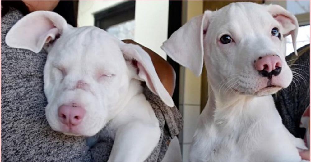 Shelter Pup Helps His Deaf & Blind Sister Navigate Through Everyday Life