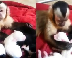 Monkey Meets Adorable Puppies For The First Time