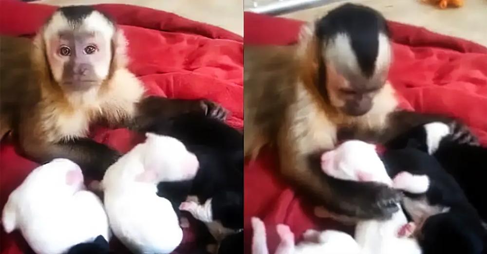 Monkey Meets Adorable Puppies For The First Time