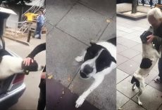Man Searches For His Dog For 3 Years And Then Finds Him Curled Up On The Sidewalk