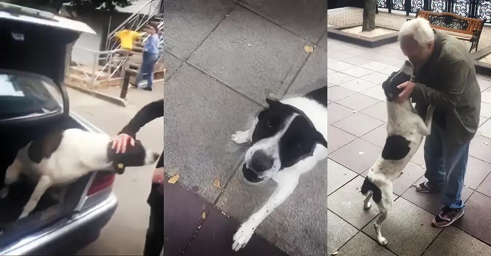 Man Searches For His Dog For 3 Years And Then Finds Him Curled Up On The Sidewalk