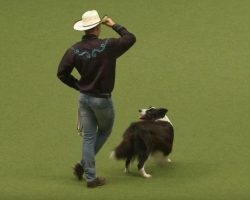 Border Collie Grabs a Lasso and Line Dances With ‘Cowboy’ in Fun Dance Routine