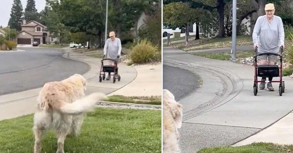Every Morning This Senior Dog Waits To Say Hello To Her Friend On His Walk