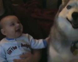 Husky Doesn’t Bark, She Talks And Makes Baby Laugh Hysterically