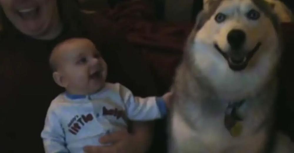 Husky Doesn’t Bark, She Talks And Makes Baby Laugh Hysterically