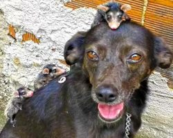 Dog Adopts Group of Baby Opossum Orphans After Their Mom Died