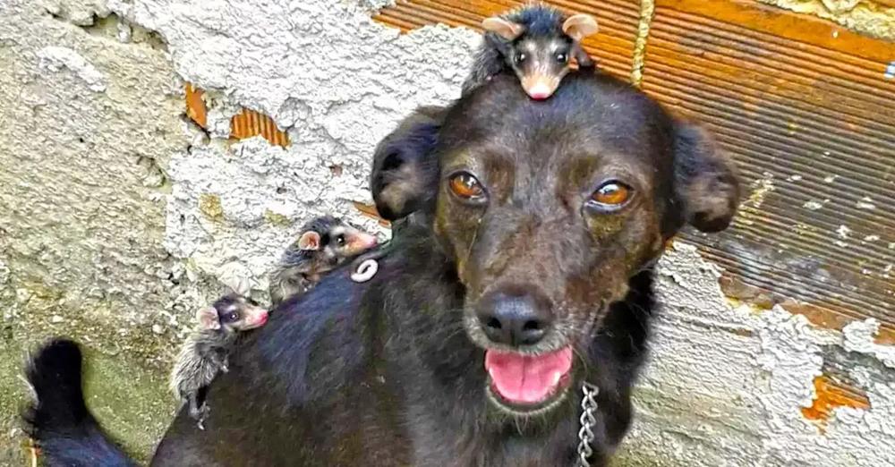Dog Adopts Group of Baby Opossum Orphans After Their Mom Died
