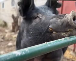 Family discovers 450-pound pig in their yard — uses Oreos to help him get back home