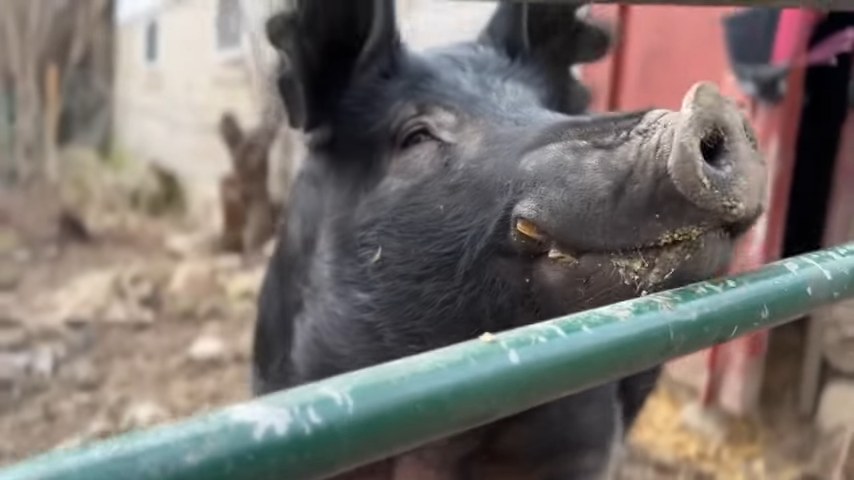 Family discovers 450-pound pig in their yard — uses Oreos to help him get back home