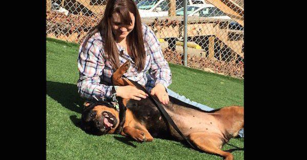 Stolen Rottweiler Joyfully Reunites With Her Family After 5 Years