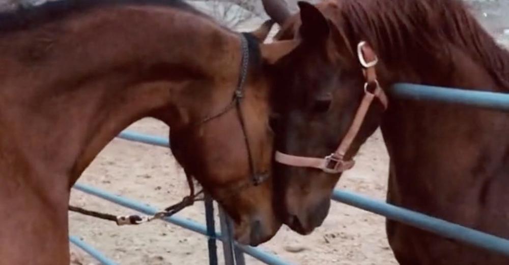 Horse Brothers Have Emotional Reunion After Years Apart