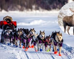Iditarod musher shoots “angry” moose to protect his dogs after mid-race confrontation