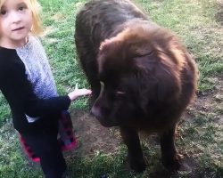 Little Girl Defends Her Dog After Mom’s Accusations