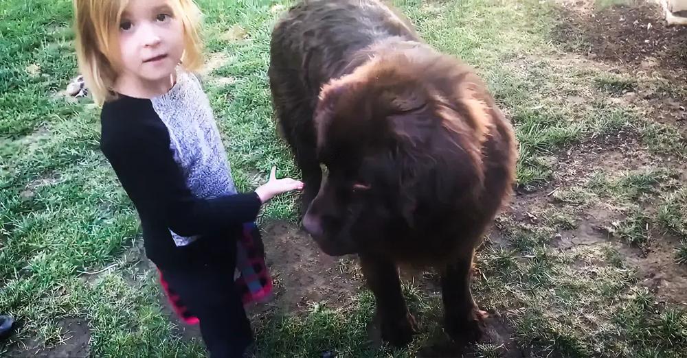 Little Girl Defends Her Dog After Mom’s Accusations