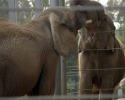 Elephant Who Had Not Seen Another Elephant In 37 Years Makes A New Friend