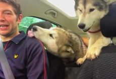 Husky Dogs Can’t Contain Excitement After Doggy Daycare