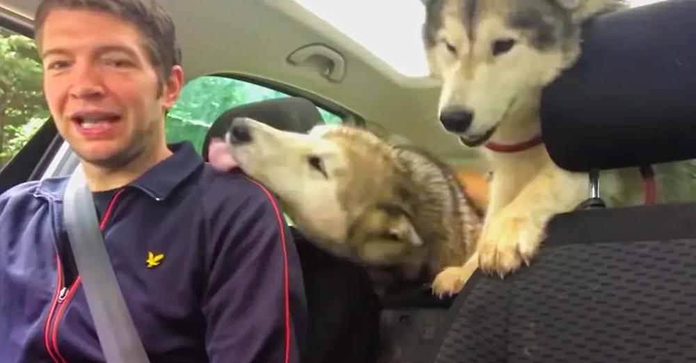 Husky Dogs Can’t Contain Excitement After Doggy Daycare