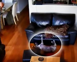Exhausted Dog Falls Off the Couch But Continues Sleeping
