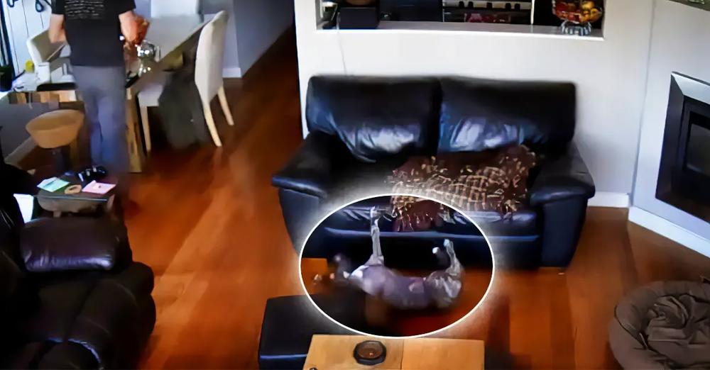 Exhausted Dog Falls Off the Couch But Continues Sleeping