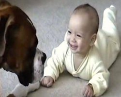 Gentle Boxer Greets Baby Sweetly