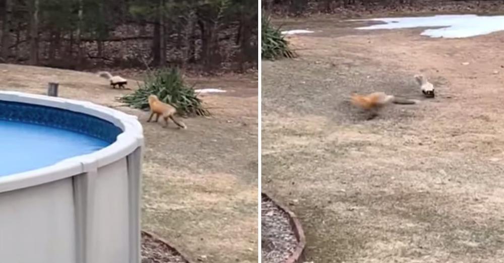 Fox And Skunk Square Off In The Backyard, Become Playful Best Friends
