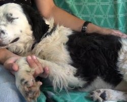 Dog Falls Asleep On Her Rescuer’s Lap After Realizing She’s Been Saved