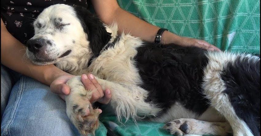 Dog Falls Asleep On Her Rescuer’s Lap After Realizing She’s Been Saved