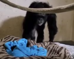 Chimpanzee Reacts to Seeing Her Baby For First Time After C-Section