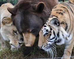 Lion, Tiger And Bear Would Normally Be Terrifying, But They Were The Most Heartwarming Trio Ever