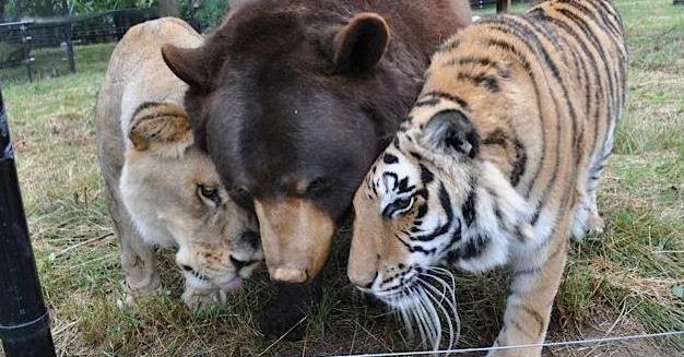 Lion, Tiger And Bear Would Normally Be Terrifying, But They Were The Most Heartwarming Trio Ever