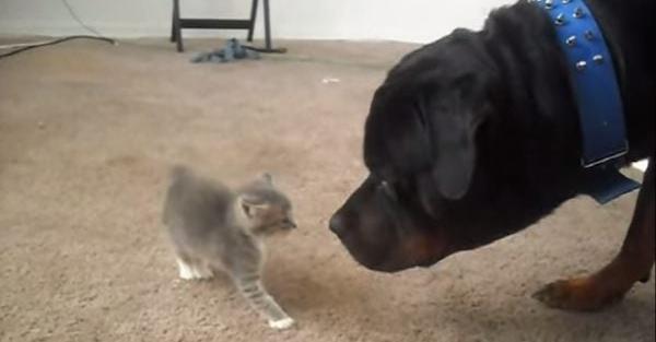 Two Rescued Kittens Meet A Big Rottweiler For The First Time