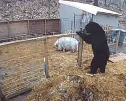 Pigs Fight Off Hungry Black Bear That Climbs Into Their Pen