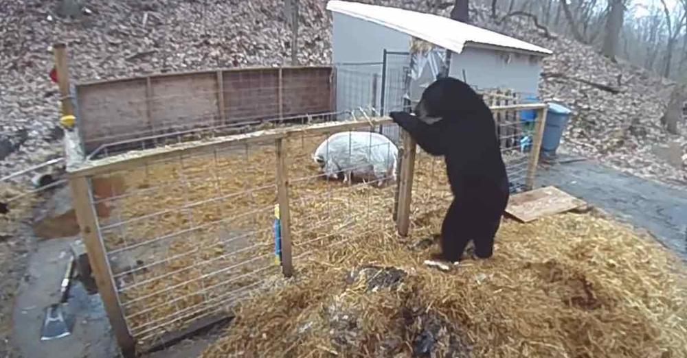 Pigs Fight Off Hungry Black Bear That Climbs Into Their Pen