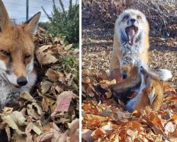 Rescued Foxes Have Fun In Autumn Leaves Children Gathered For Them