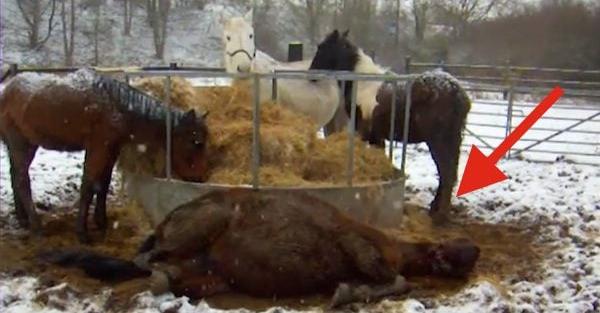 Man Finds An Abandoned Horse And Her Baby Dying In The Snow And Saves Their Lives
